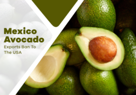 Mexico Avocado Exports To The USA Been Halted Due To “A Threat”