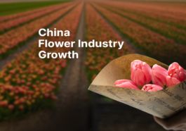 China Flower Exports 'Rose' In 2021, Industry Will Flourish