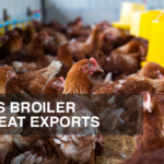 US Bird Flu Outbreak Will Affect Its Top Poultry Meat Exports