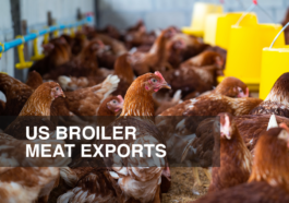 US Bird Flu Outbreak Will Affect Its Top Poultry Meat Exports