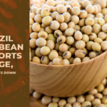 Brazil Soybean Exports Surge, US Exports Down