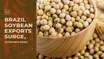 Brazil Soybean Exports Surge, US Exports Down