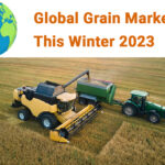 Global Grain Market This Winter 2023