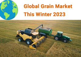 Global Grain Market This Winter 2023